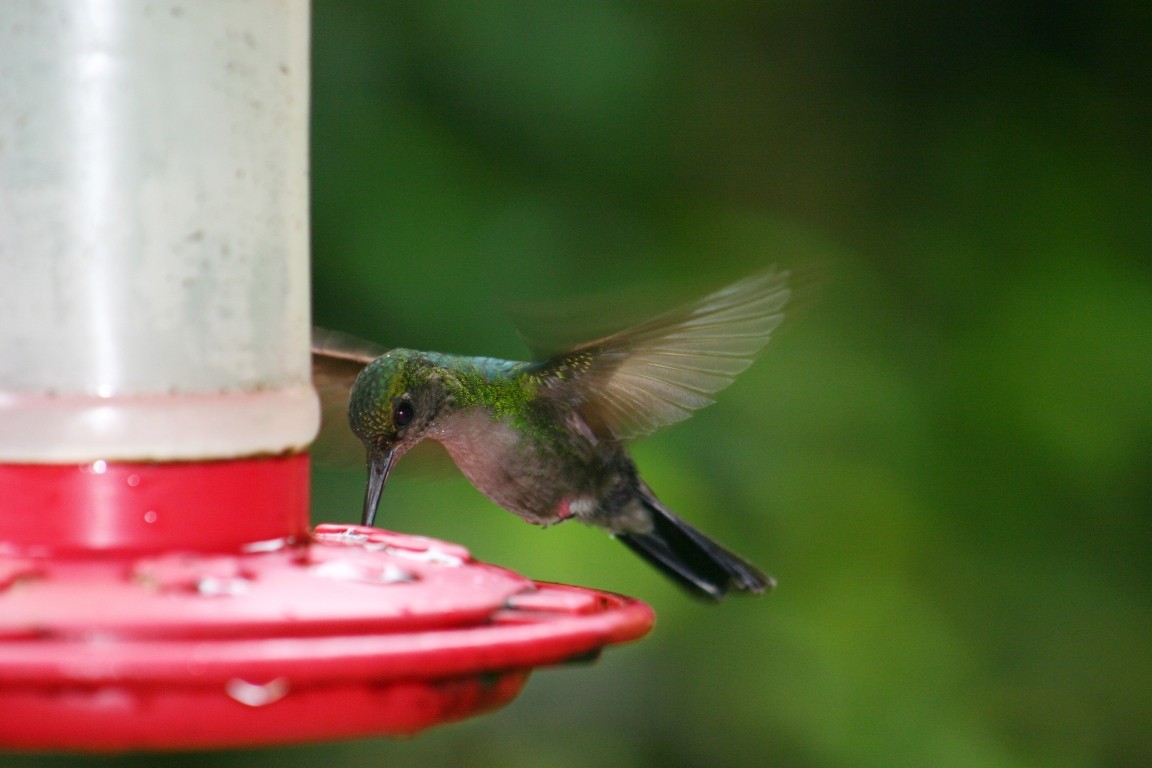 Hummingbird On Feeder, Rara Avis